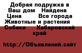 Добрая подружка,в Ваш дом!!!Найдена › Цена ­ 10 - Все города Животные и растения » Собаки   . Хабаровский край